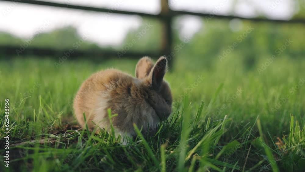 Little Cute Fluffy Baby Rabbit On Green Grass In 4K Video. Pets Little Cute Fluffy Baby Rabbit On Green Grass In 4K Video. Pets
