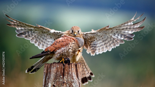 Male and female kestrels squabbling over a mouse © Stephen