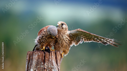 Male and female kestrels squabbling over a mouse