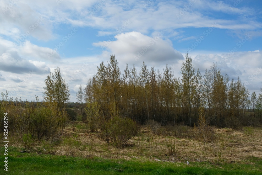 Wild shrubs in the countryside. Wild shrubs in the countryside.