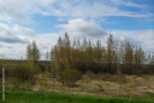 Wild shrubs in the countryside.