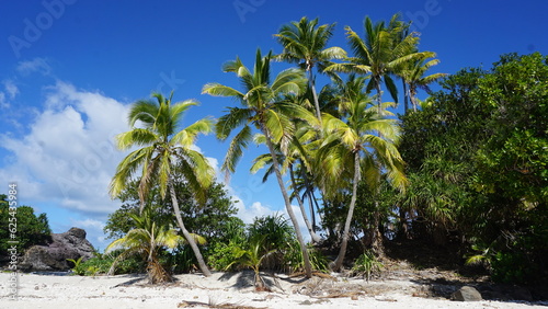 Tropical coconut trees in Fiji