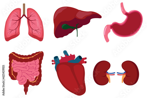 human internal organs transparent icon set with lungs kidneys stomach intestines brain heart spleen and liver description vector illustration. eps 10