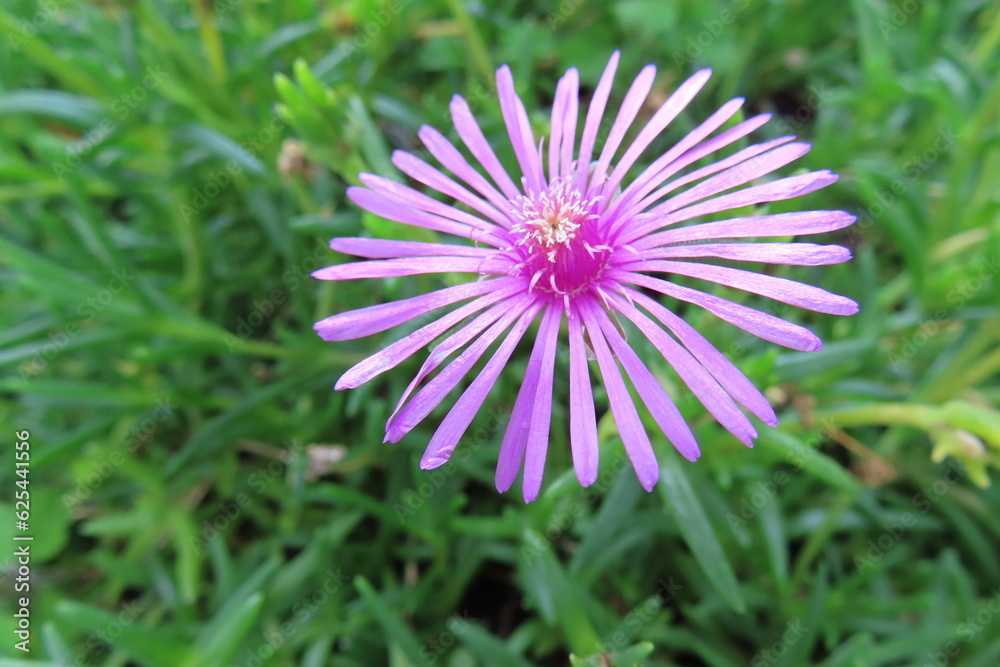 Obraz premium 野原のピンクの花