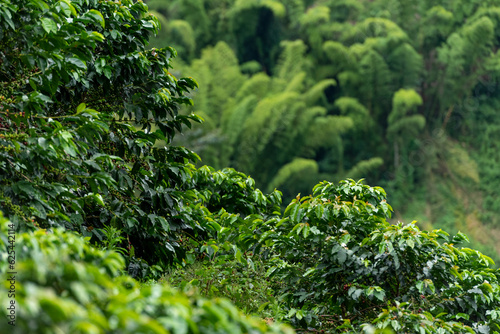 Coffee farm fields in Chinchina, Caldas, Colombia - stock photo photo