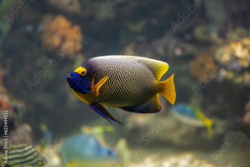 Blue faced angelfish Pomacanthus xanthometopon in a coral reef.