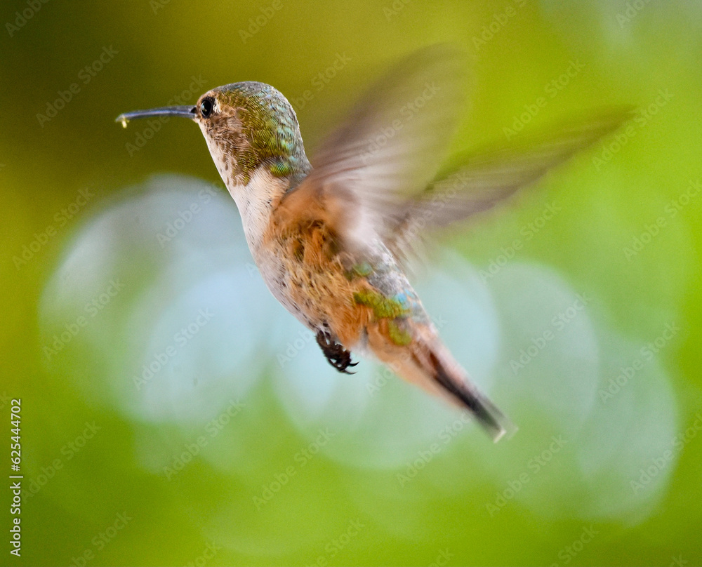 Obraz premium Closeup detailed irrigation green and orange hummingbird flying 