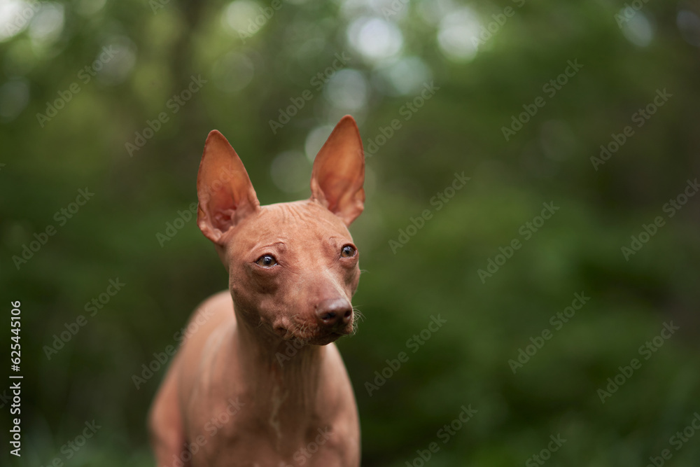 portrait of Hairless dog in the green forest. American Hairless Terrier outdoor, in nature. 