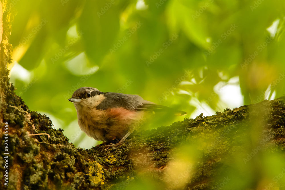 Kowalik zwyczajny, mały ptak siedzi na pniu drzewa - obrazy, fototapety, plakaty 