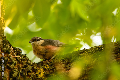 Kowalik zwyczajny, mały ptak siedzi na pniu drzewa photo