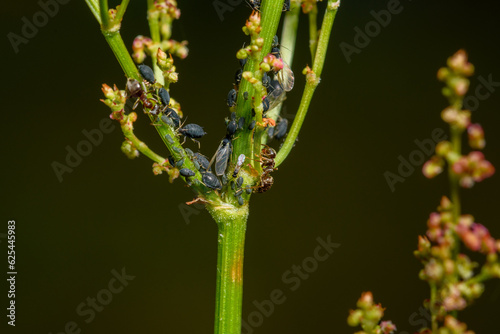 Mrówka współpracująca z mszycami na leśnej łodydze 