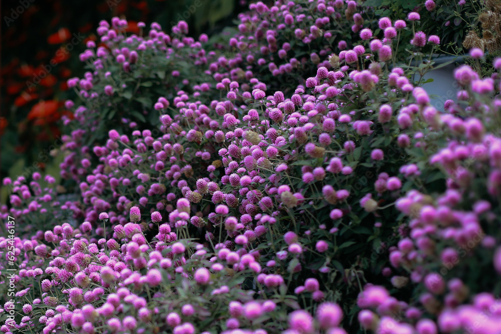 purple flowers in the garden purple flowers in the garden