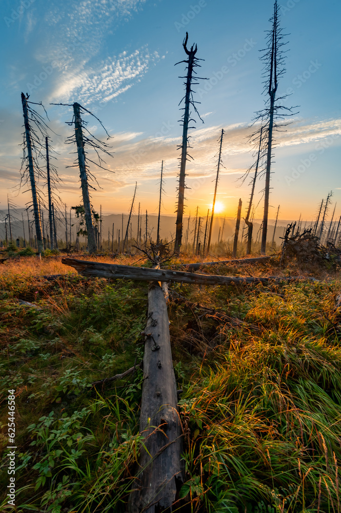 Obraz premium sunrise forest marsh in Šumava National Park