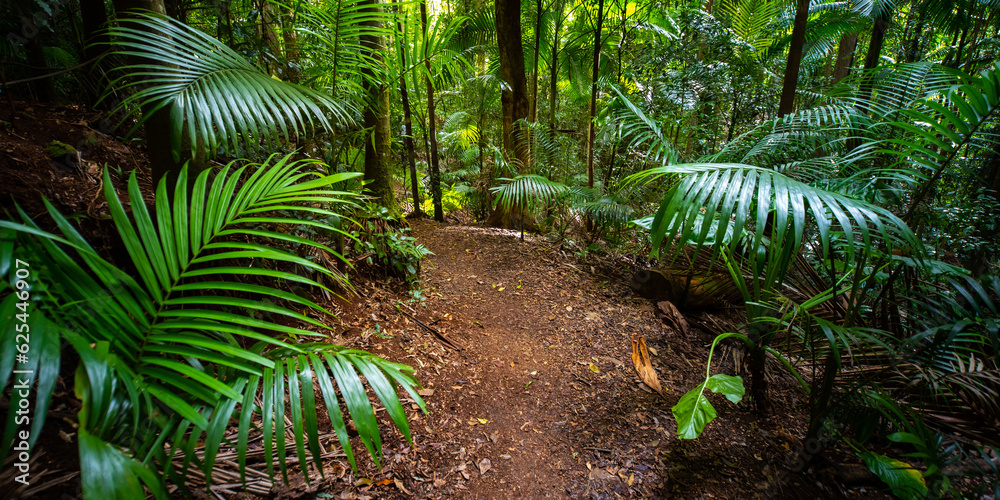 Fototapeta premium Beautiful unique lush rainforest in D'Aguilar National Park, palms in rainforest. Brisbane, Quensland, Australia 