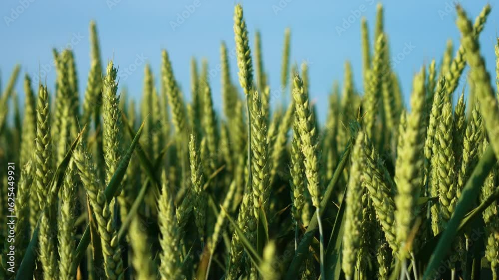 Green wheat field spikelets close up. Agriculture concept of bio farming and ecological growing crops. Work in agronomic farm for making business and production organic eco bio food Green wheat field spikelets close up. Agriculture concept of bio farming and ecological growing crops. Work in agronomic farm for making business and production organic eco bio food
