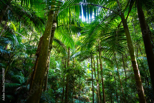 Beautiful unique lush rainforest in D Aguilar National Park  palms in rainforest. Brisbane  Quensland  Australia 