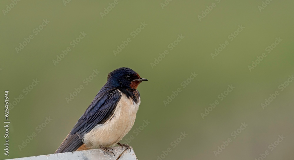 Obraz premium Isolated close up of a beautiful mature single barn swallow bird sitting in the rain- Armenia