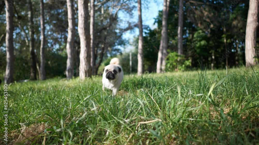 Cute small pug running towards camera in green grass on sunny morning. Slow motion effect