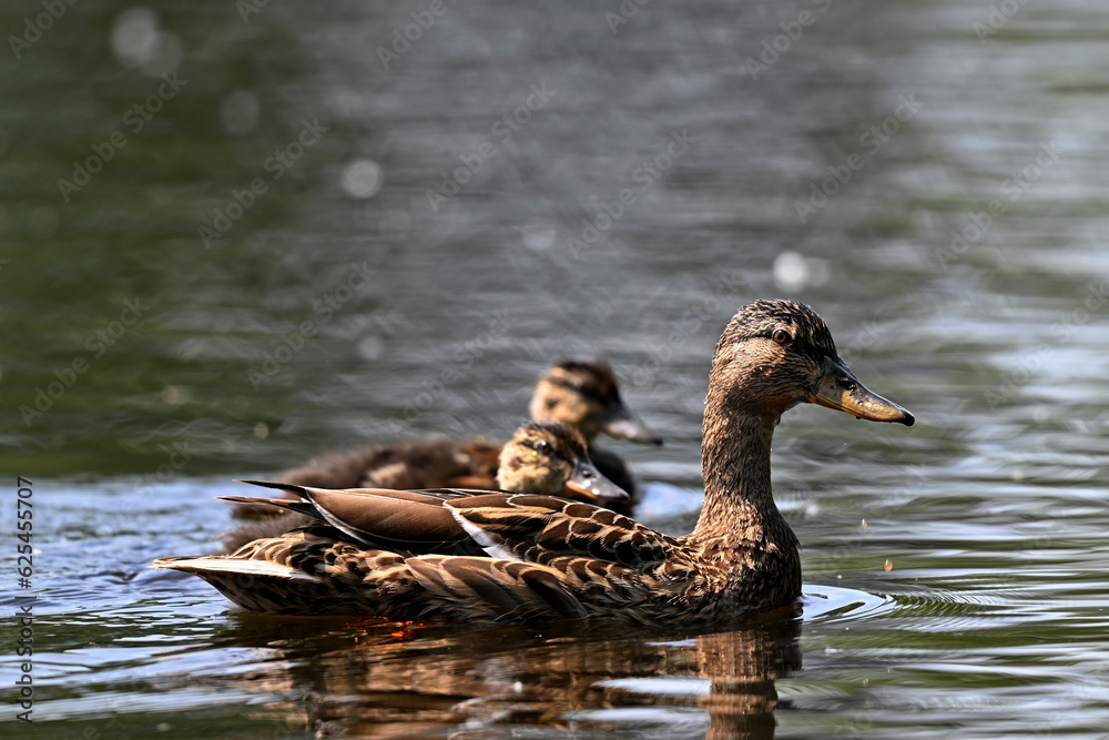 Stockente mit Jungtieren // Wild Duck, Mallard with chicks  (Anas platyrhynchos)