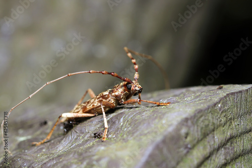 Ants that prey from the belly of Kimadara longhorn beetles (Aeolesthes chrysothrix) that have been dropped with dignity even after death (Wildlife closeup macro photograph) 