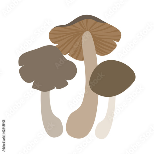 クマシメジ。フラットなベクターイラスト。
Grey knight (dirty tricholoma). Flat designed vector illustration.
