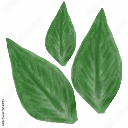 green leaf isolated on white