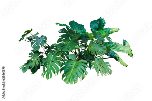 monstera branch of plant isolated