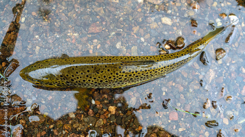 Fotografie Colorful brook trout on stones in a mountain river. Top view.