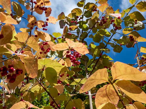 The flat-stalked spindle (euonymus sachalinensis syn. Euonymus planipes)) with leaves turning red in autumn, and red fruits which splits open to orange seeds photo