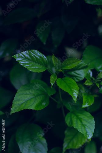 leaves in the garden © Kafi