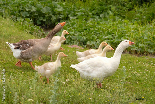 A flock of geese run across the grass. Daddy goose craned his neck to protect his family