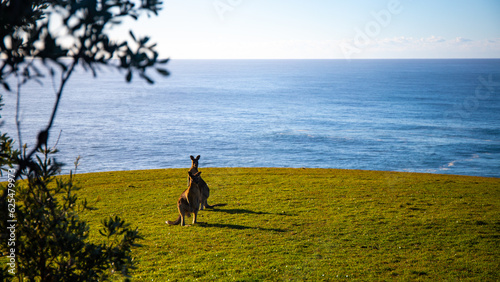 cute grey kangaroo standing on the cliff with a beautiful bay and sand dunes in the background, wildlife in hat head national park, new south wales, australia 