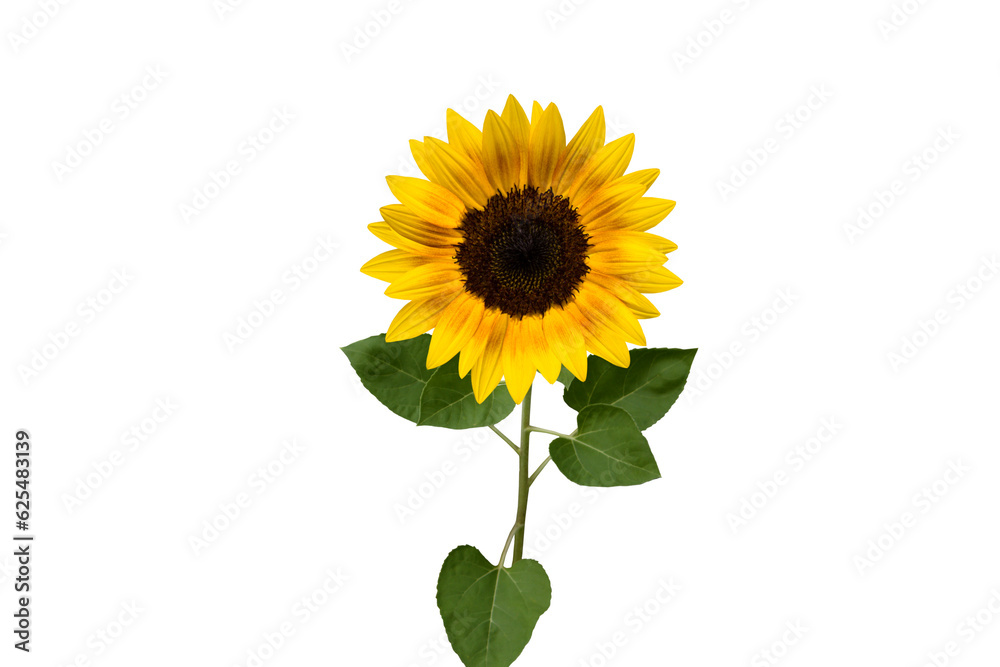 Isolated image of sunflower on png file at transparent background.