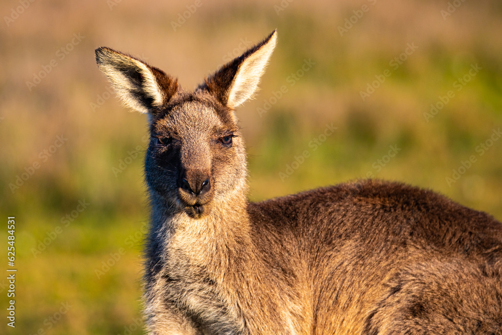 Fototapeta premium cute grey kangaroo feeding on the grass in look at me now headland near emerald beach, new south wales, australia