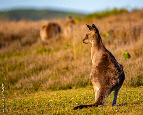 cute grey kangaroo feeding on the grass in look at me now headland near emerald beach, new south wales, australia