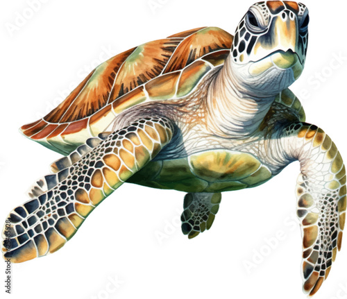 Big sea turtle watercolor painting, Sea life. watercolor sea turtle isolated on white background