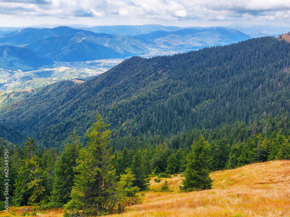 forested rolling hills of carpathian mountains. spruce trees on the grassy meadow. beautiful nature scenery on a sunny day in early autumn