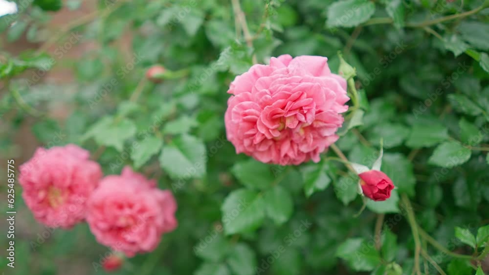 Beautiful bush of pink roses in the garden. Open and unopened buds on a bush against a blurred background. Floriculture, growing flowers, plant care concept. HDR BT2020 HLG Material. Beautiful bush of pink roses in the garden. Open and unopened buds on a bush against a blurred background. Floriculture, growing flowers, plant care concept. HDR BT2020 HLG Material.