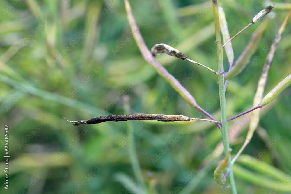 Dark leaf pod spot Alternaria brassicicola (and brassicae, alternata) on seedpods of winter rapeseed. Alternariosis. Dark leaf pod spot Alternaria brassicicola (and brassicae, alternata) on seedpods of winter rapeseed. Alternariosis.