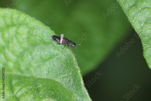 A rove beetle (Staphylinidae) on a potato leaf. It is a predator that hunts for plant pests. A beneficial insect. © Tomasz