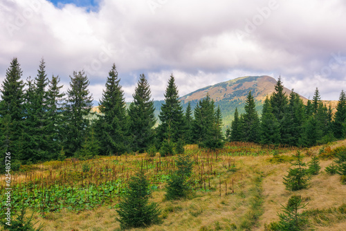 forested rolling hills of carpathian mountains. spruce trees on the grassy meadow. beautiful nature scenery on a sunny day in early autumn