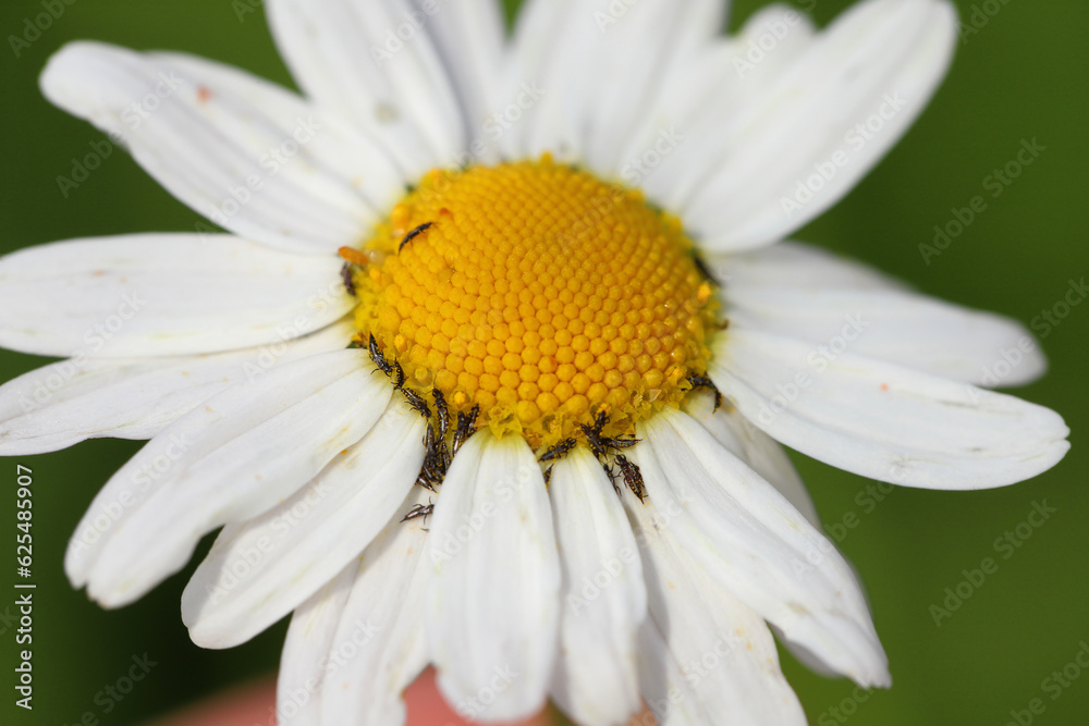 Thrips (Suocerathrips lingus), on ox-eye daisy flower (Leucanthemum vulgare). These are crop pests that cause extensive damage. Thrips (Suocerathrips lingus), on ox-eye daisy flower (Leucanthemum vulgare). These are crop pests that cause extensive damage.