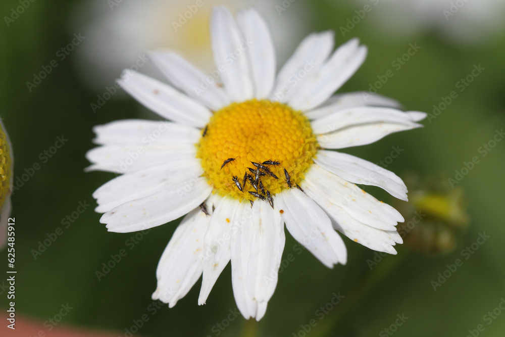Thrips (Suocerathrips lingus), on ox-eye daisy flower (Leucanthemum vulgare). These are crop pests that cause extensive damage. Thrips (Suocerathrips lingus), on ox-eye daisy flower (Leucanthemum vulgare). These are crop pests that cause extensive damage.