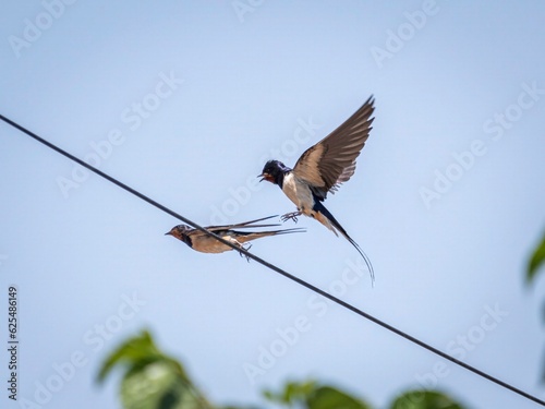 Isolated image close up image of the barn swallow birds in action with the skies blue background © Oren