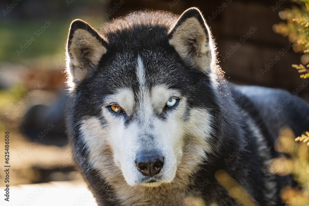 Obraz premium A beautiful dog, the muzzle of a Siberian Husky with multi-colored eyes close-up.