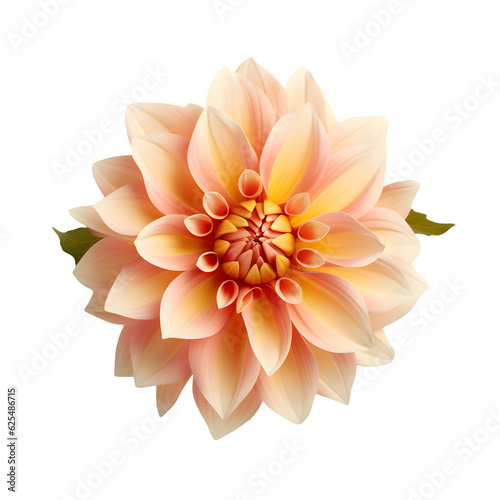 Dahlia flower isolated on white png transparent background