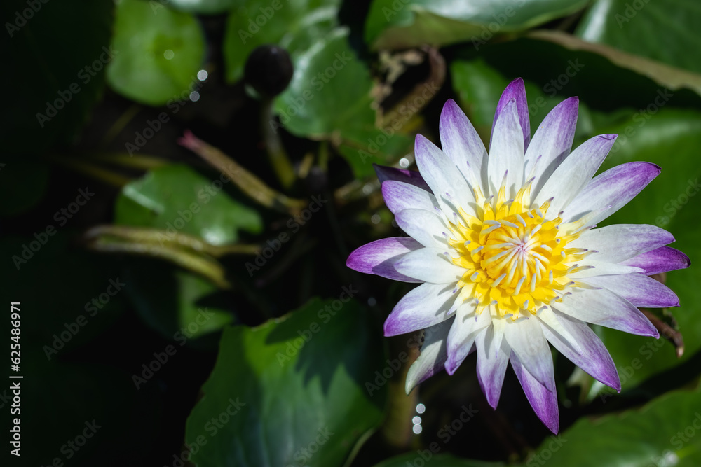 White lotus flower with purple border on the background of green leaves. White lotus flower with purple border on the background of green leaves.
