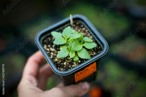 Bacopa seedlings in the pot, close up