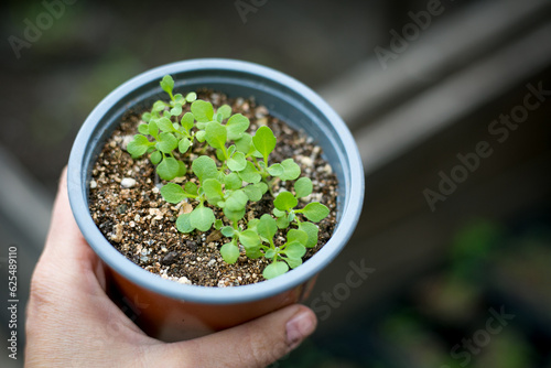 Little green seedlings in the pot