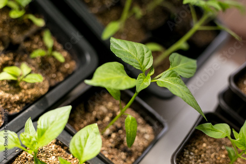 Bell pepper seedlings in containers on the windowsill. Garden on the windowsill